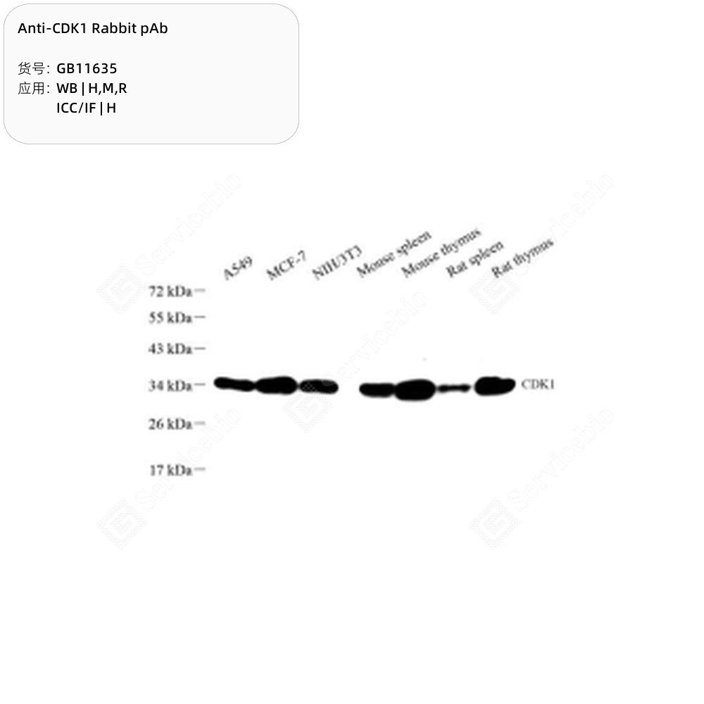 Anti-CDK1 Rabbit pAb