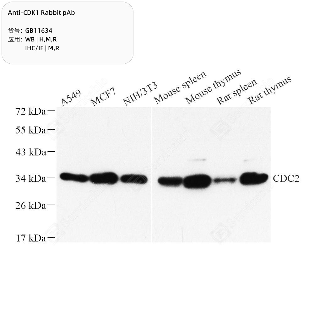 Anti-CDK1 Rabbit pAb