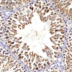 Anti-CDK1 Rabbit pAb