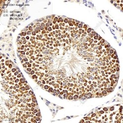 Anti-CDK1 Rabbit pAb