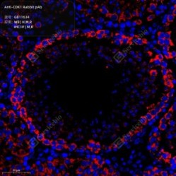 Anti-CDK1 Rabbit pAb