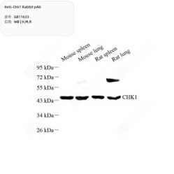 Anti-Chk1 Rabbit pAb
