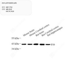 Anti-p39 Rabbit pAb