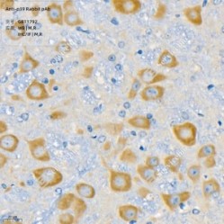 Anti-p39 Rabbit pAb