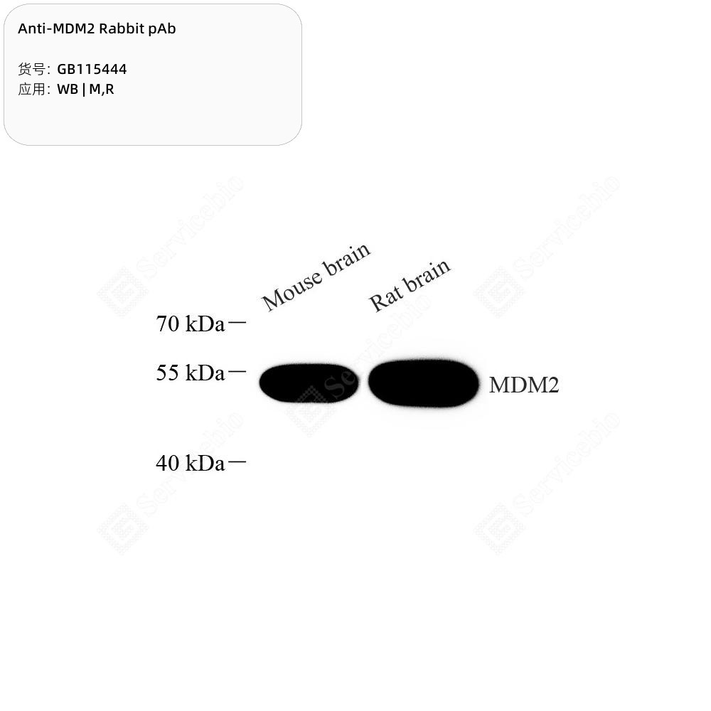 Anti-MDM2 Rabbit pAb