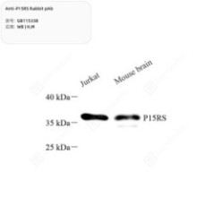 Anti-P15RS Rabbit pAb