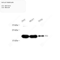 Anti-p21 Rabbit pAb