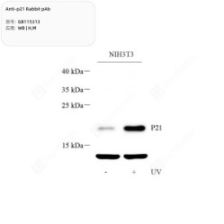 Anti-p21 Rabbit pAb