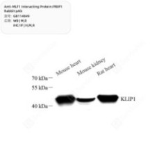 Anti-MLF1 Interacting...
