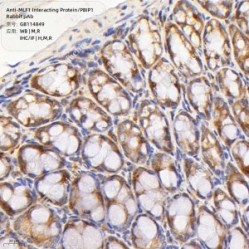 Anti-MLF1 Interacting Protein/PBIP1 Rabbit pAb