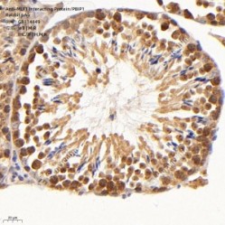 Anti-MLF1 Interacting Protein/PBIP1 Rabbit pAb