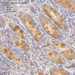 Anti-MLF1 Interacting Protein/PBIP1 Rabbit pAb