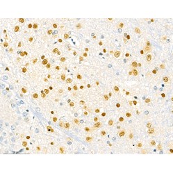 Anti-SOX1 Rabbit pAb, Primary Antibody