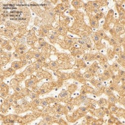 Anti-MLF1 Interacting Protein/PBIP1 Rabbit pAb