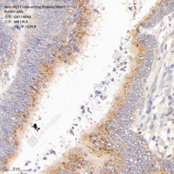Anti-MLF1 Interacting Protein/PBIP1 Rabbit pAb