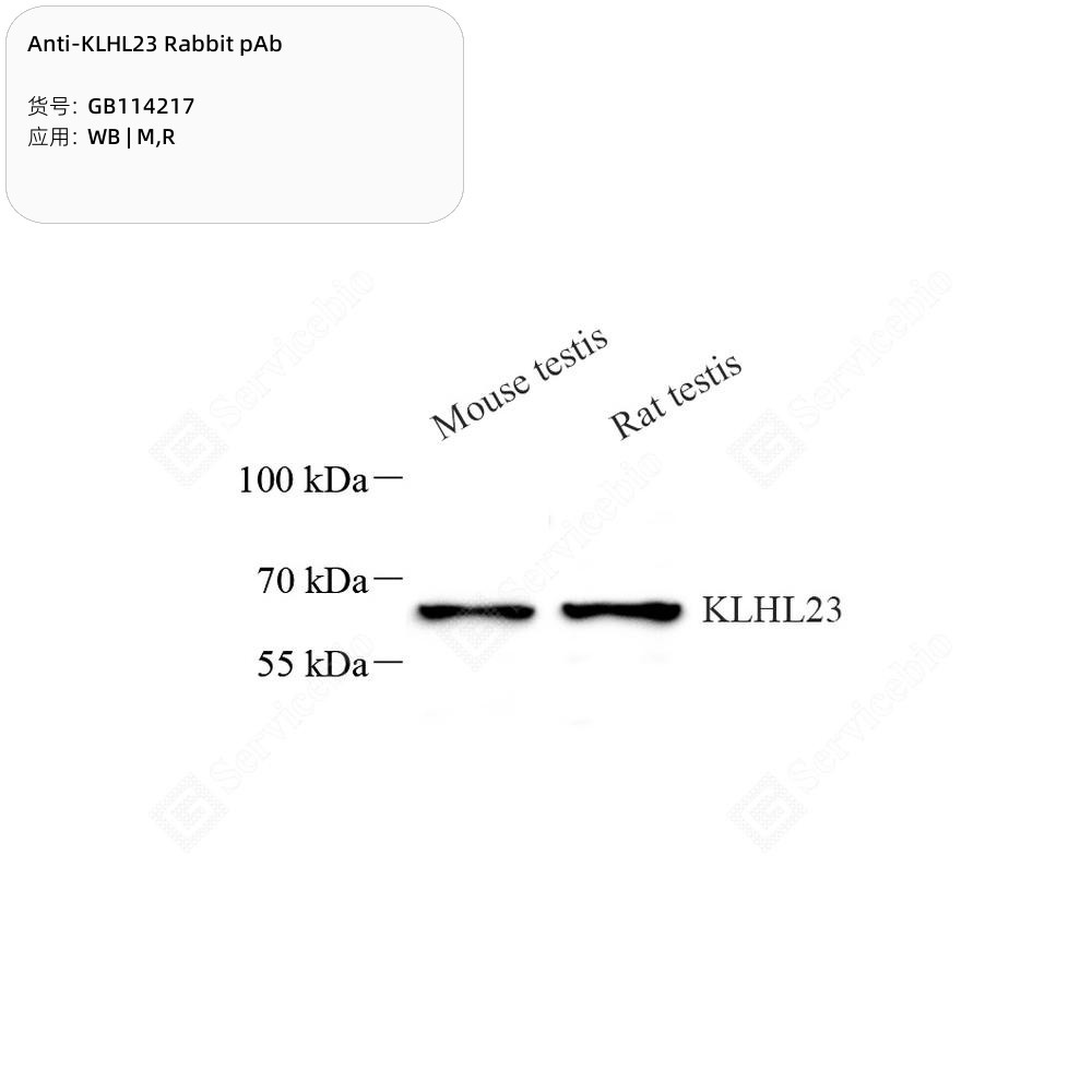 Anti-KLHL23 Rabbit pAb
