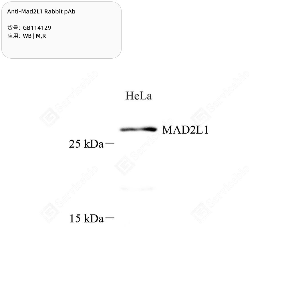 Anti-Mad2L1 Rabbit pAb