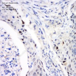 Anti-p21 Mouse mAb