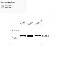 Anti-KLHL1 Rabbit pAb
