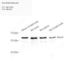 Anti-NYS48 Rabbit pAb