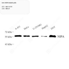 Anti-NIPA Rabbit pAb