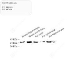 Anti-P35 Rabbit pAb