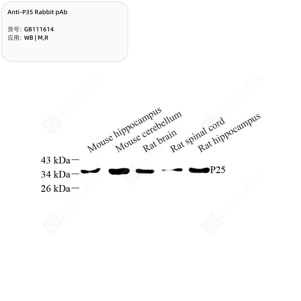 Anti-P35 Rabbit pAb