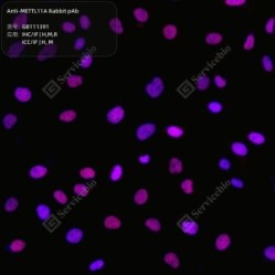 Anti-METTL11A Rabbit pAb