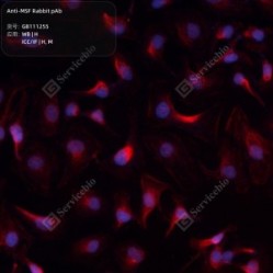 Anti-MSF Rabbit pAb