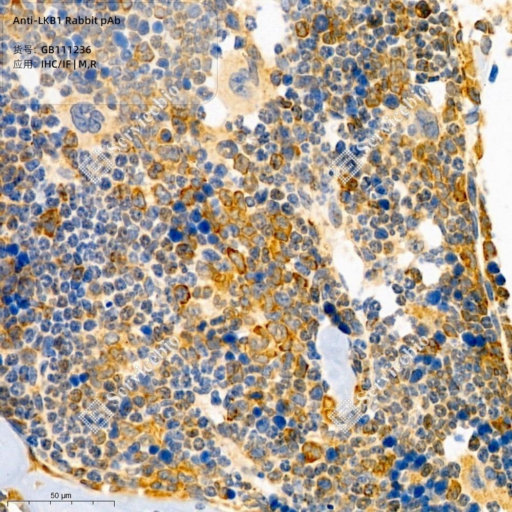 Anti-LKB1 Rabbit pAb
