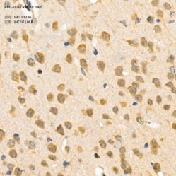 Anti-LKB1 Rabbit pAb
