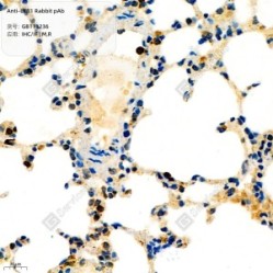 Anti-LKB1 Rabbit pAb