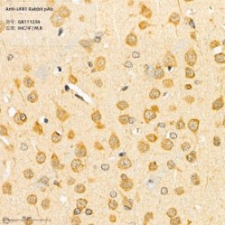 Anti-LKB1 Rabbit pAb