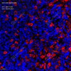 Anti-LKB1 Rabbit pAb