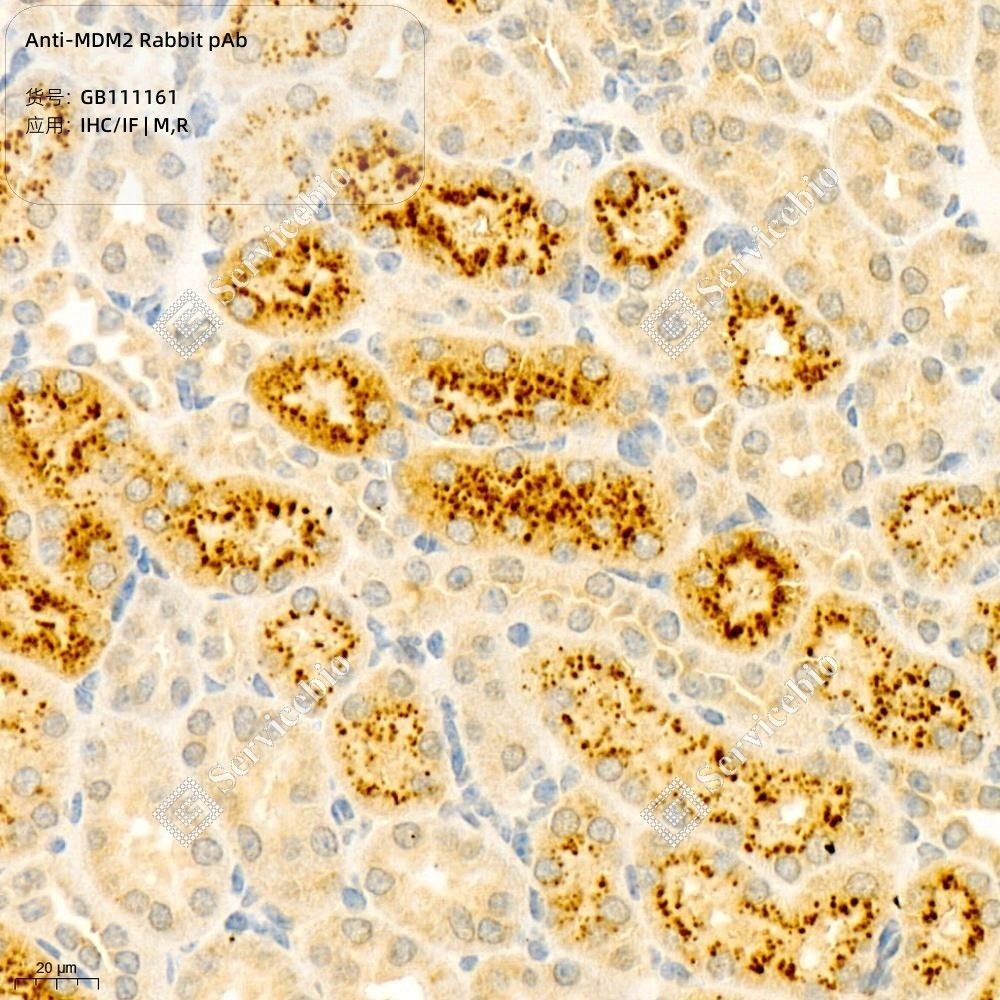 Anti-MDM2 Rabbit pAb