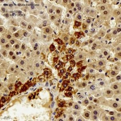Anti-p70 S6 Kinase Rabbit pAb