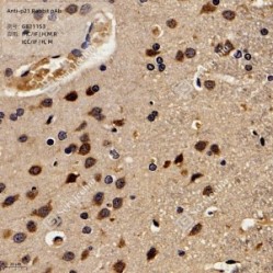 Anti-p21 Rabbit pAb