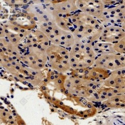 Anti-p21 Rabbit pAb