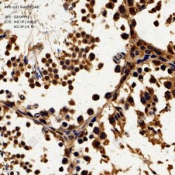Anti-p21 Rabbit pAb