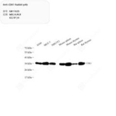 Anti-CDK1 Rabbit pAb
