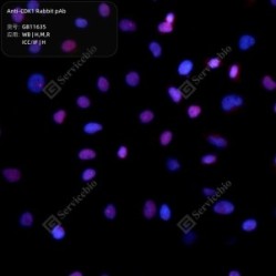Anti-CDK1 Rabbit pAb