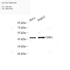 Anti-Chk1 Rabbit pAb
