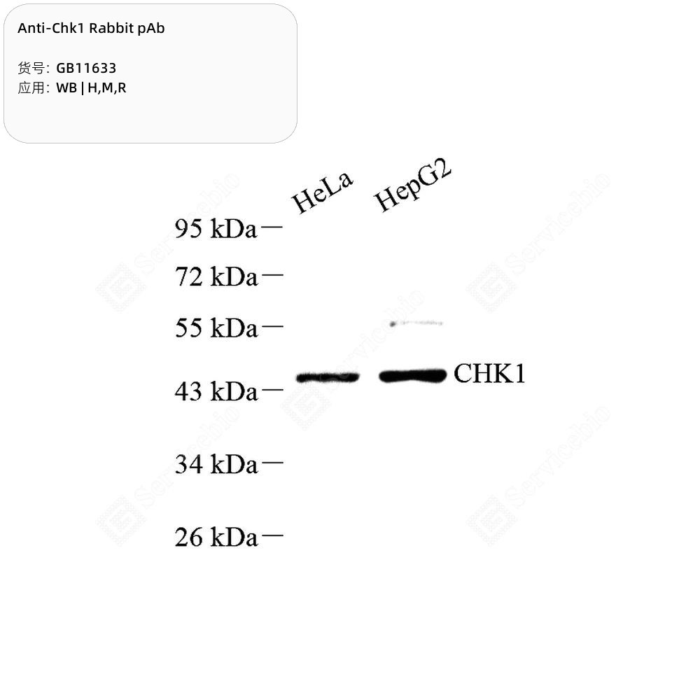 Anti-Chk1 Rabbit pAb