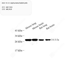 Anti-14-3-3 alpha+beta Rabbit pAb