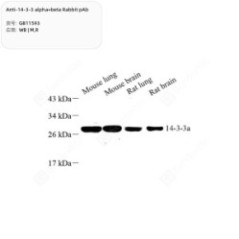 Anti-14-3-3 alpha+beta...
