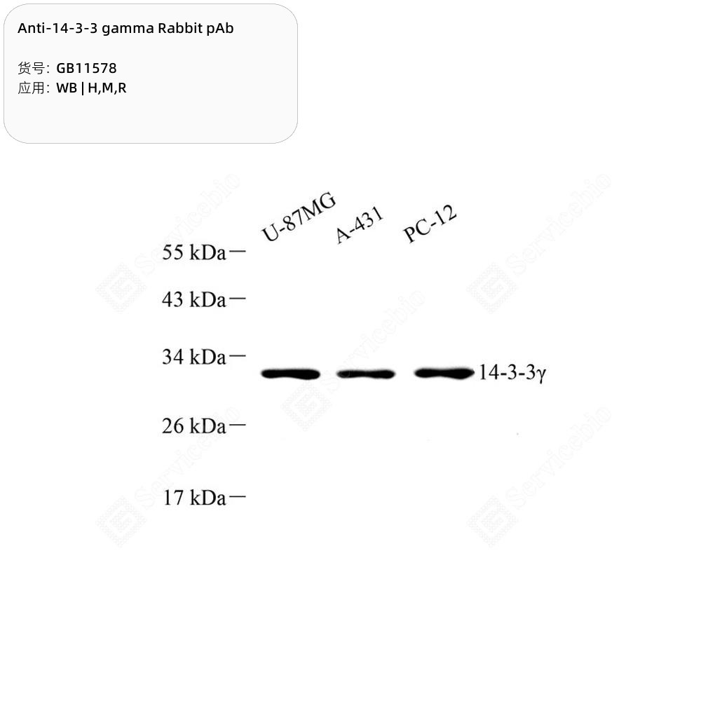 Anti-14-3-3 gamma Rabbit pAb