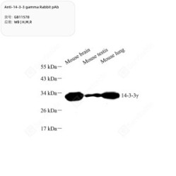 Anti-14-3-3 gamma Rabbit pAb