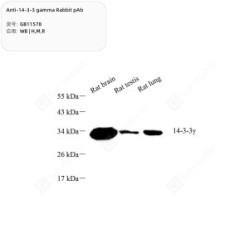Anti-14-3-3 gamma Rabbit pAb