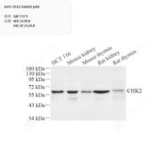 Anti-Chk2 Rabbit pAb