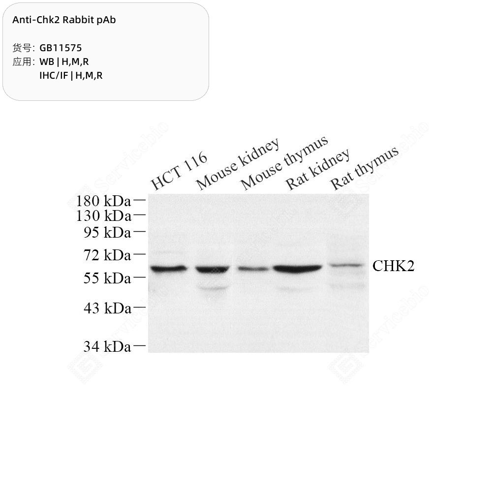 Anti-Chk2 Rabbit pAb